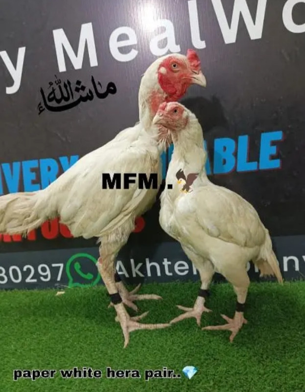 Mustafa Farming An Marketing