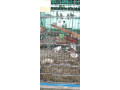 diamond-paid-dove-for-sale-small-0