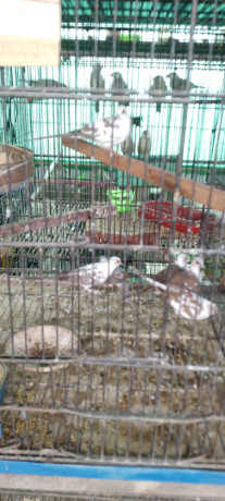diamond-paid-dove-for-sale-big-0