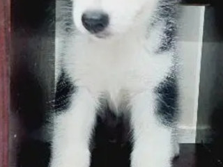 Siberian Husky Dog Pure Breed for sale