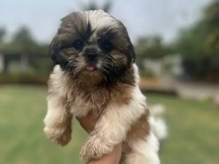 Shih Tzu Puppies (pure breed) pair For Sale