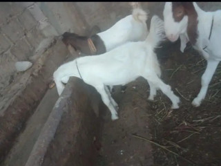 Bakra goat Home Breed for sell