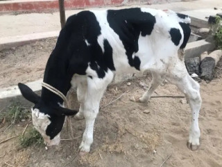 Cow babies For Sale male female