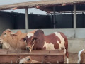 azmeer-cattle-farm-palai-service-an-for-sale-small-1