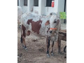 azmeer-cattle-farm-palai-service-an-for-sale-small-4