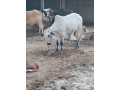 azmeer-cattle-farm-palai-service-an-for-sale-small-2