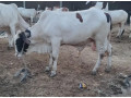 azmeer-cattle-farm-palai-service-an-for-sale-small-3