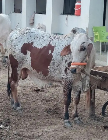 azmeer-cattle-farm-palai-service-an-for-sale-big-4