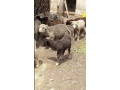australian-long-tail-sheep-long-tail-dumba-marino-long-tail-sheep-small-3