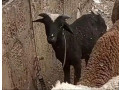 australian-long-tail-sheep-long-tail-dumba-marino-long-tail-sheep-small-1