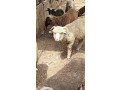 australian-long-tail-sheep-long-tail-dumba-marino-long-tail-sheep-small-0