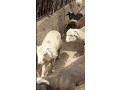 australian-long-tail-sheep-long-tail-dumba-marino-long-tail-sheep-small-4