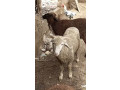 australian-long-tail-sheep-long-tail-dumba-marino-long-tail-sheep-small-2