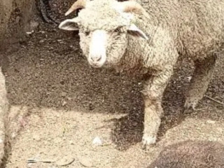 Australian Long Tail Sheep / Long Tail Dumba / Marino Long Tail Sheep