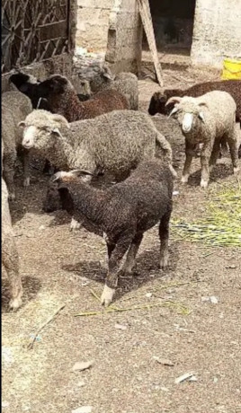 australian-long-tail-sheep-long-tail-dumba-marino-long-tail-sheep-big-3