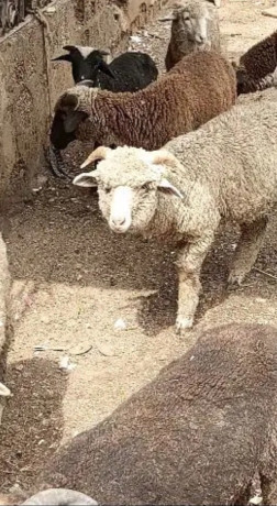 australian-long-tail-sheep-long-tail-dumba-marino-long-tail-sheep-big-0