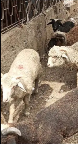australian-long-tail-sheep-long-tail-dumba-marino-long-tail-sheep-big-4