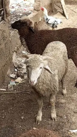 australian-long-tail-sheep-long-tail-dumba-marino-long-tail-sheep-big-2