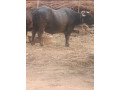 buffalo-for-sell-in-milk-parpus-small-1