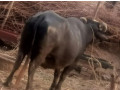 buffalo-for-sell-in-milk-parpus-small-0