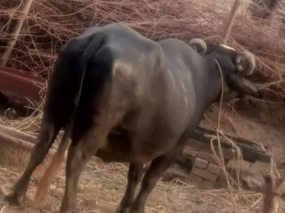 Buffalo for sell in milk parpus