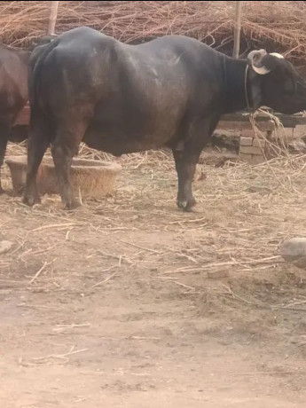 buffalo-for-sell-in-milk-parpus-big-1