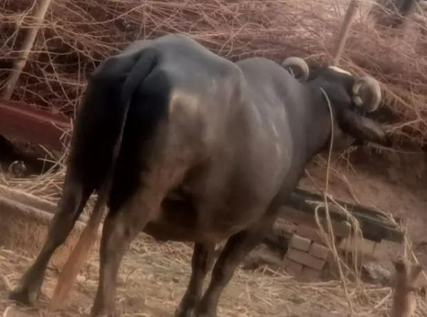 buffalo-for-sell-in-milk-parpus-big-0