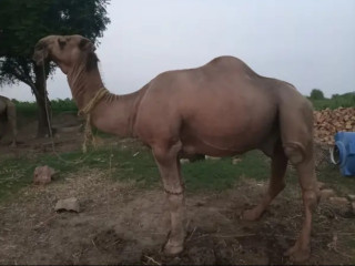 Any Age Camel For Sale