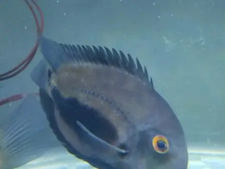 Uaru Silver Color Fish For Sale