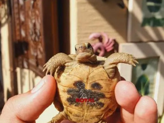 Royal Pets present Baby Tortois For Sale