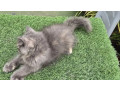 gray-pure-persian-kitten-cat-for-sale-small-2