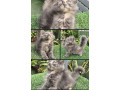 gray-pure-persian-kitten-cat-for-sale-small-4