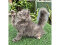 gray-pure-persian-kitten-cat-for-sale-small-1