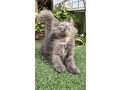 gray-pure-persian-kitten-cat-for-sale-small-0