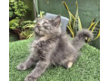 gray-pure-persian-kitten-cat-for-sale-small-3