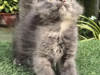 Gray Pure Persian Kitten Cat For Sale