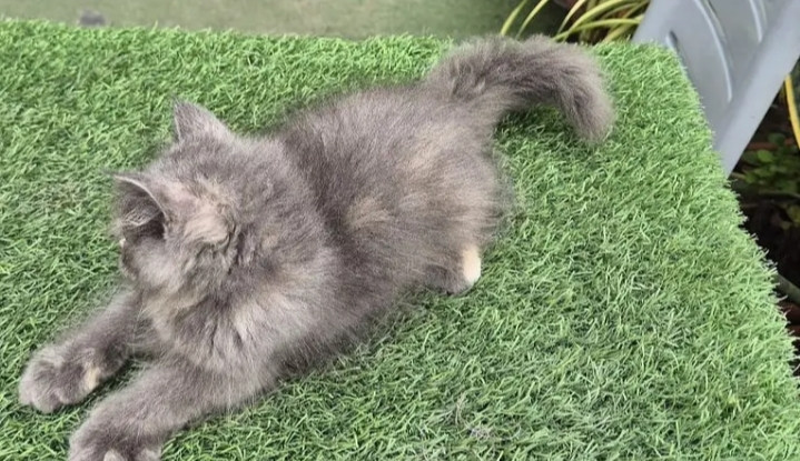 gray-pure-persian-kitten-cat-for-sale-big-2