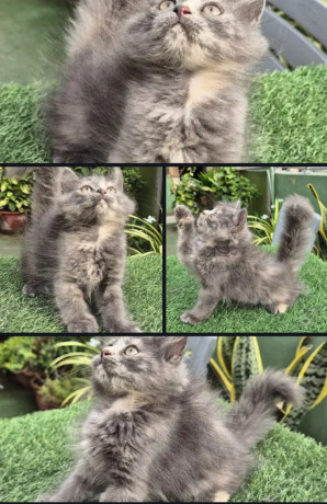 gray-pure-persian-kitten-cat-for-sale-big-4