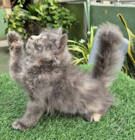 gray-pure-persian-kitten-cat-for-sale-big-1