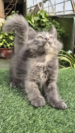 gray-pure-persian-kitten-cat-for-sale-big-0