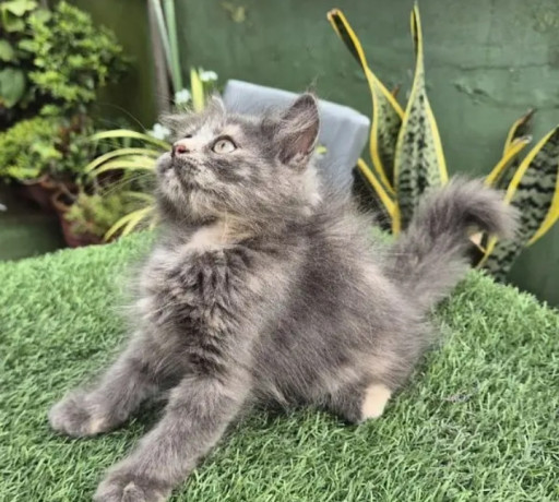 gray-pure-persian-kitten-cat-for-sale-big-3
