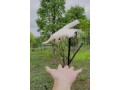 sugar-glider-breeding-pairs-in-white-and-brown-colour-for-sale-small-0