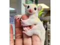sugar-glider-breeding-pairs-in-white-and-brown-colour-for-sale-small-1