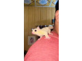 sugar-glider-breeding-pairs-in-white-and-brown-colour-for-sale-small-2