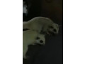 sugar-glider-breeding-pairs-in-white-and-brown-colour-for-sale-small-3