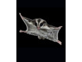 sugar-glider-breeding-pairs-in-white-and-brown-colour-for-sale-small-4
