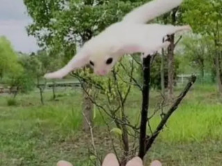 Sugar Glider Breeding pairs in white and brown colour for sale