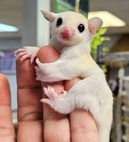 sugar-glider-breeding-pairs-in-white-and-brown-colour-for-sale-big-1
