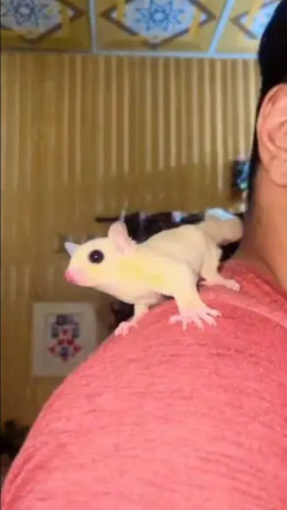sugar-glider-breeding-pairs-in-white-and-brown-colour-for-sale-big-2