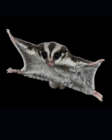 sugar-glider-breeding-pairs-in-white-and-brown-colour-for-sale-big-4